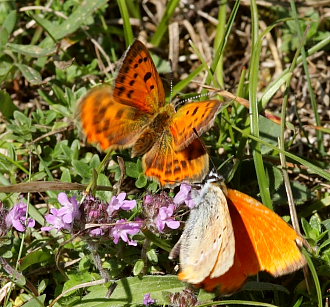 Et par Dukatsommerfugl, Lycaena virgaureae, hannen for neden.  Rgeleje, Nordsjlland. d. 27 july 2008. Fotograf: Lars Andersen