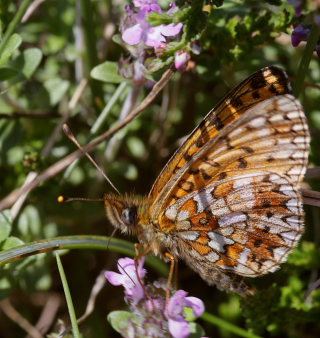 Brunlig perlemorsommerfugl, Boloria selene. Rågeleje, Nordsjælland. d. 27 july 2008. Fotograf: Lars Andersen