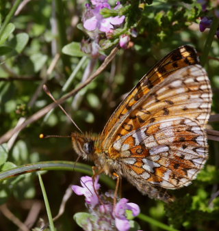 Brunlig perlemorsommerfugl, Boloria selene. Rgeleje, Nordsjlland. d. 27 july 2008. Fotograf: Lars Andersen