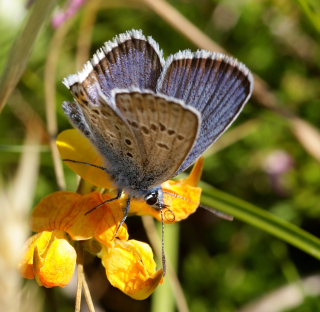 Argusblåfugl, Plebejus argus han dværgform. Rågeleje, Nordsjælland. d. 27 july 2008. Fotograf: Lars Andersen