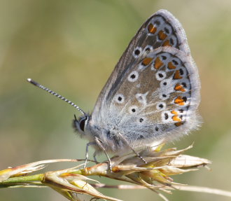 Rdplettet Blfugl, Aricia agestis. Heatherhill. d. 27 juli 2008. Fotograf: Lars Andersen