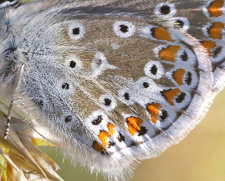 Rdplettet Blfugl, Aricia agestis. Heatherhill. d. 27 juli 2008. Fotograf: Lars Andersen