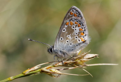 Rødplettet blåfugl, Aricia agestis. Rågeleje, Nordsjælland. d. 27 july 2008. Fotograf: Lars Andersen