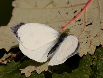 Stor klsommerfugl, Pieris brassicae. Kongelunden, Amager d. 21 September 2008. Fotograf: Lars Andersen