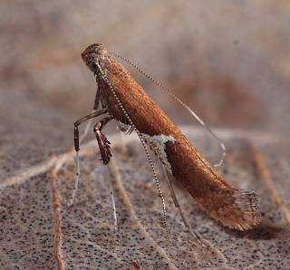 Asp Styltemøl, Caloptilia stigmatella (Fabricius, 1781). Kongelunden, Amager. d. 27 april 2008. Fotograf: Lars Andersen
