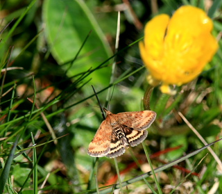 Pyrausta despicata. Vesterlyng, Eskebjerg, Nordvestsjælland. d. 4 Maj 2008. Fotograf: Lars Andersen