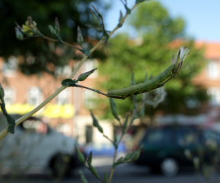 Gulplettet Ugle, Hecatera dysodea p Tornet Salat, Lactuca serriola. Amagerbrogade 217, stamager d. 16 August 2008. Fotograf: Lars Andersen