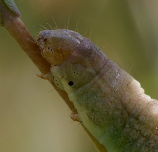 Gulplettet Ugle, Hecatera dysodea på Tornet Salat, Lactuca serriola. Amagerbrogade 217, Østamager d. 16 August 2008. Fotograf: Lars Andersen
