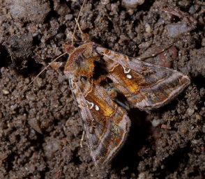 Autographa pulchrina. Store Bgeskov, Gyrstinge s. d. 14 Juni 2008. Fotograf: Lars Andersen