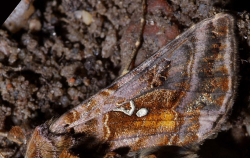 Autographa pulchrina. Store Bgeskov, Gyrstinge s. d. 14 Juni 2008. Fotograf: Lars Andersen