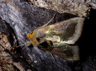 Messingugle / Grn Metalugle, Diachrysia chrysitis. Store Bgeskov, Gyrstinge s. d. 14 Juni 2008. Fotograf: Lars Andersen