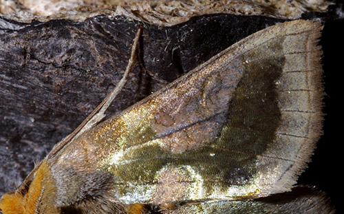 Messingugle / Grn Metalugle, Diachrysia chrysitis. Store Bgeskov, Gyrstinge s. d. 14 Juni 2008. Fotograf: Lars Andersen