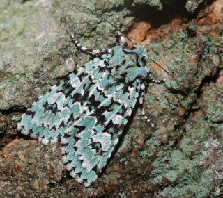 Aprilugle, Dichonia aprilina. Feddet, Sydsjlland d. 28 September 2008. Fotograf: Lars Andersen