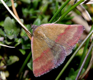 Grøn Mølugle, Phytometra viridaria. Heatherhill, Nordsjælland. d. 18 Maj 2008. Fotograf: Lars Andersen