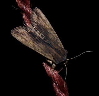 Lithophane semibrunnea. Feddet, Sydsjælland d. 28 September 2008. Fotograf: Lars Andersen