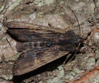 Lithophane semibrunnea. Feddet, Sydsjælland d. 28 September 2008. Fotograf: Lars Andersen