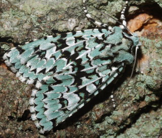 Aprilugle, Dichonia aprilina. Feddet, Sydsjlland d. 28 September 2008. Fotograf: Lars Andersen