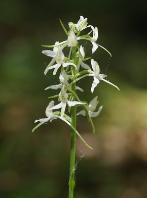 Langsporet Gøgelilje, Platanthera bifolia ssp. latiflora, hvis spore er så dyb at kun Aftensværmerne kan besøge denne sjældne Gøgelilje! Store Bøgeskov, Gyrstinge sø. d. 9 Juni 2008. Fotograf: Lars Andersen