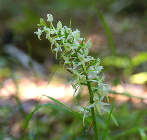 Langsporet Gøgelilje, Platanthera bifolia ssp. latiflora. Store Bøgeskov, Gyrstinge sø. d. 14 Juni 2008. Fotograf: Lars Andersen