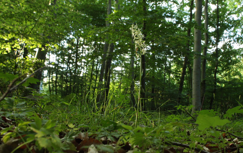 Langsporet Gøgelilje, Platanthera bifolia ssp. latiflora. Store Bøgeskov, Gyrstinge sø. d. 14 Juni 2008. Fotograf: Lars Andersen