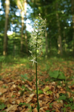 Langsporet Gøgelilje, Platanthera bifolia ssp. latiflora. Store Bøgeskov, Gyrstinge sø. d. 14 Juni 2008. Fotograf: Lars Andersen