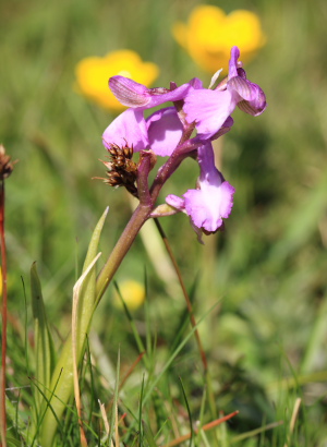 Salep-Gøgeurt, Anacamptis morio (Linné) R.M. Bateman, Pridgeon & M.W. Chase 1997. Vesterlyng, Eskebjerg, Nordvestsjælland. d. 4 Maj 2008. Fotograf: Lars Andersen