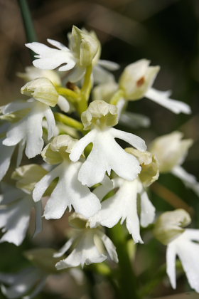 Stor ggeurt, Orchis purpurea. Hvbleget, Mn. d. 12 Maj 2008. Fotograf: Lars Andersen