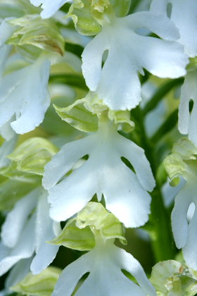 Stor ggeurt, Orchis purpurea. Hvbleget, Mn. d. 12 Maj 2008. Fotograf: Lars Andersen