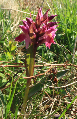 Hylde-Gøgeurt, Dactylorhiza sambucina (Linné) Soó 1962. Bjergene, Odsherred, Nordvestsjælland. d. 4 Maj 2008. Fotograf: Lars Andersen