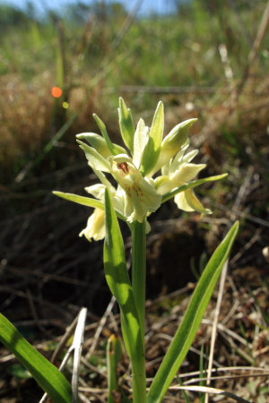 Hylde-Gøgeurt, Dactylorhiza sambucina (Linné) Soó 1962. Bjergene, Odsherred, Nordvestsjælland. d. 4 Maj 2008. Fotograf: Lars Andersen