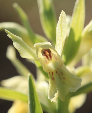 Hylde-Gøgeurt, Dactylorhiza sambucina (Linné) Soó 1962. Bjergene, Odsherred, Nordvestsjælland. d. 4 Maj 2008. Fotograf: Lars Andersen