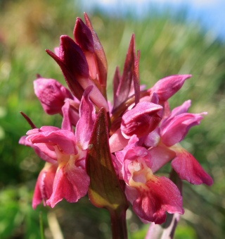 Hylde-Gøgeurt, Dactylorhiza sambucina (Linné) Soó 1962. Bjergene, Odsherred, Nordvestsjælland. d. 4 Maj 2008. Fotograf: Lars Andersen