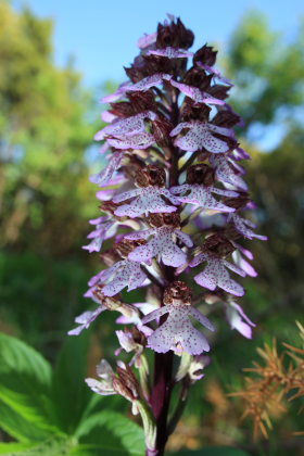 Stor ggeurt, Orchis purpurea. Hvbleget, Mn. d. 12 Maj 2008. Fotograf: Lars Andersen