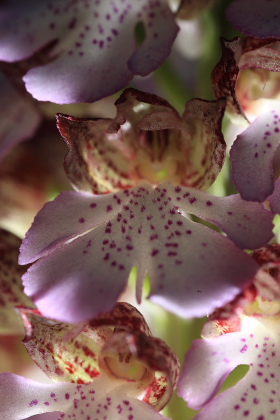 Stor ggeurt, Orchis purpurea. Hvbleget, Mn. d. 12 Maj 2008. Fotograf: Lars Andersen