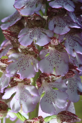 Stor ggeurt, Orchis purpurea. Hvbleget, Mn. d. 12 Maj 2008. Fotograf: Lars Andersen