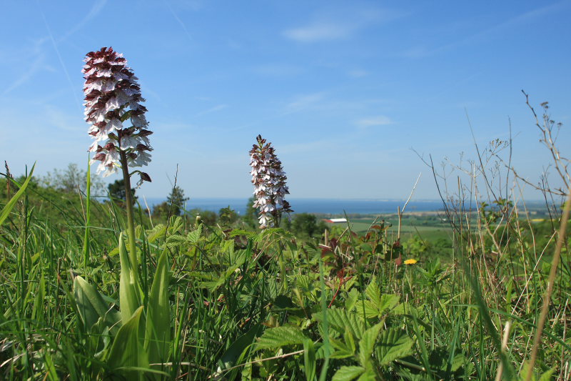 Stor ggeurt, Orchis purpurea. Hvbleget, Mn. d. 12 Maj 2008. Fotograf: Lars Andersen