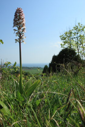 Stor ggeurt, Orchis purpurea. Hvbleget, Mn. d. 12 Maj 2008. Fotograf: Lars Andersen