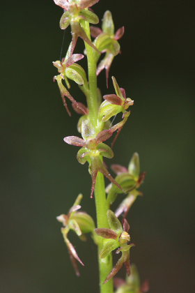 Hjertebladet Fliglæbe, Neottia cordata. Hornbæk plantage, Nordsjælland. d. 17 Maj 2008. Fotograf: Lars Andersen