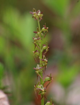Hjertebladet Fliglæbe, Neottia cordata. Hornbæk plantage, Nordsjælland. d. 17 Maj 2008. Fotograf: Lars Andersen