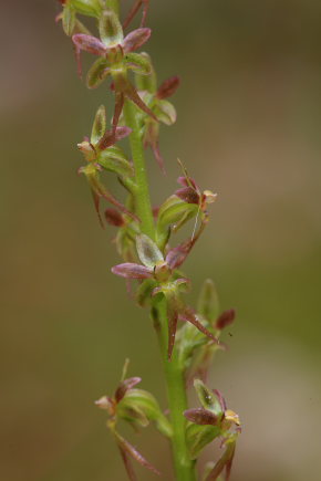 Hjertebladet Fliglæbe, Neottia cordata. Hornbæk plantage, Nordsjælland. d. 18 Maj 2008. Fotograf: Lars Andersen