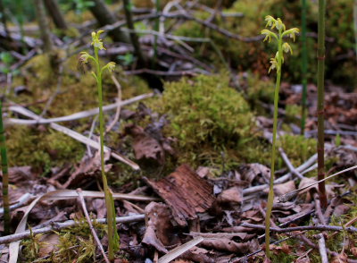 Koralrod, Corallorhiza trifida. Gentofte S, Nordsjlland. d. 17 Maj 2008. Fotograf: Lars Andersen