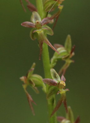 Hjertebladet Fliglæbe, Neottia cordata. Hornbæk plantage, Nordsjælland. d. 18 Maj 2008. Fotograf: Lars Andersen