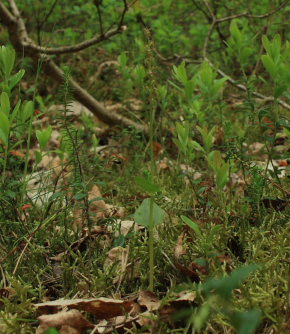 Hjertebladet Fliglæbe, Neottia cordata. Hornbæk plantage, Nordsjælland. d. 17 Maj 2008. Fotograf: Lars Andersen