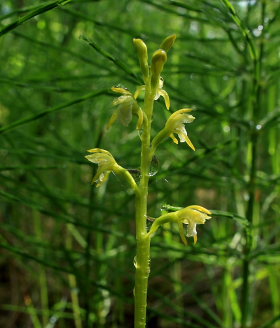 Koralrod, Corallorhiza trifida. Gentofte S, Nordsjlland. d. 19 Maj 2008. Fotograf: Lars Andersen