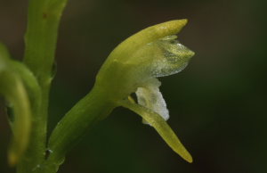 Koralrod, Corallorhiza trifida. Gentofte Sø, Nordsjælland. d. 19 Maj 2008. Fotograf: Lars Andersen