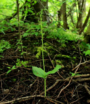 Ægbladet Fliglæbe, Neottia ovata. Gentofte Sø, Nordsjælland. d. 19 Maj 2008. Fotograf: Lars Andersen