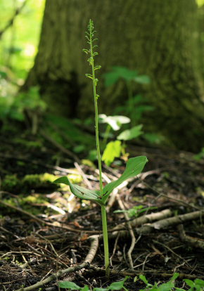 Ægbladet Fliglæbe, Neottia ovata. Gentofte Sø, Nordsjælland. d. 19 Maj 2008. Fotograf: Lars Andersen