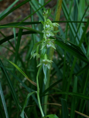 Nikkende Hullæbe, Epipactis phyllanthes. Terkelskov d. 27/7 2008. Fotograf: Lars Andersen. Kamera på stativ. ISO: 400. Luk.: 1/8 sek. Blænde. F/9,1. Eksponeringkompensation: -1,3 trin.