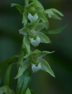 Nikkende Hullæbe, Epipactis phyllanthes. Terkelskov d. 27/7 2008. Fotograf: Lars Andersen.