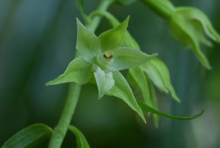 Nikkende Hullæbe, Epipactis phyllanthes. Terkelskov d. 27/7 2008. Fotograf: Lars Andersen.